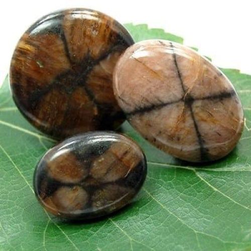 WhatsApp Image 2026-02-19 at 14.01.56